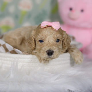 Zinnia - Available 4/16