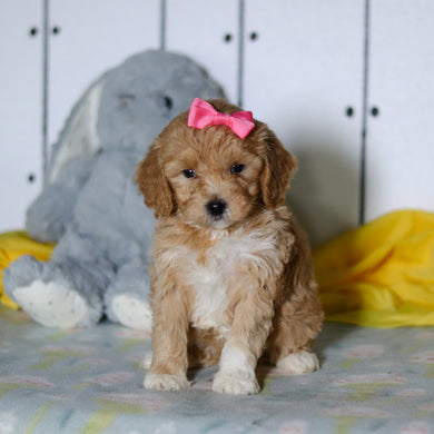 Magnolia - Available 4/16