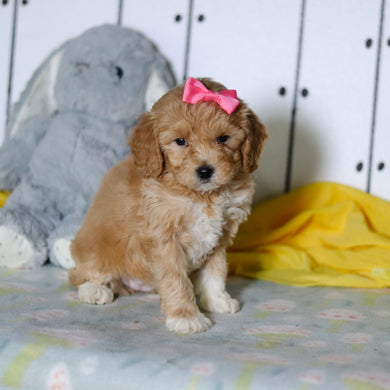 Magnolia - Available 4/16