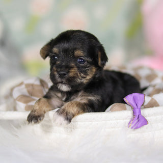 Blossom - Available 4/16