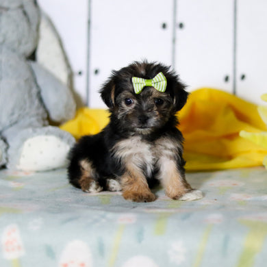 Blossom - Available 4/16