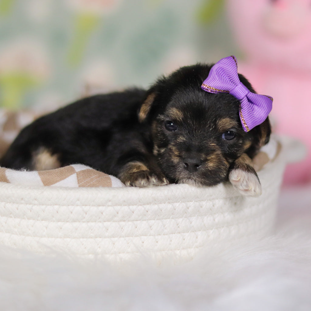 Blossom - Available 4/16