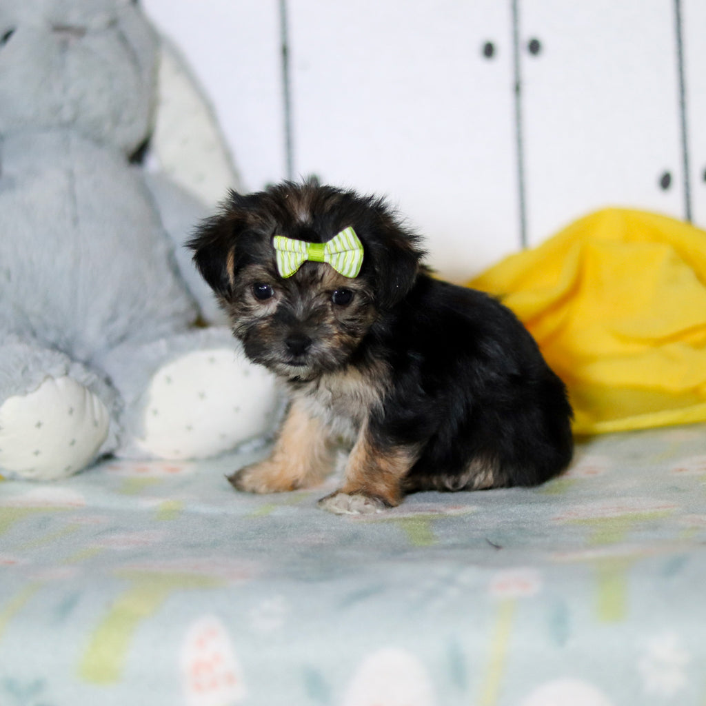 Blossom - Available 4/16