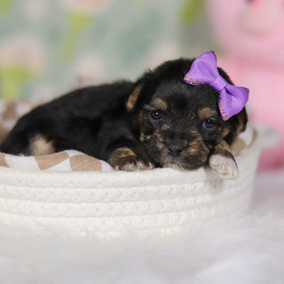 Blossom - Available 4/16