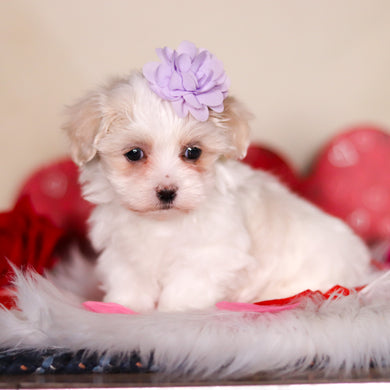 Gwynne - Available 2/26