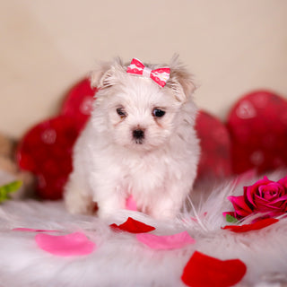 Katie - Available 3/13