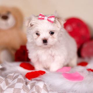 Katie - Available 3/13