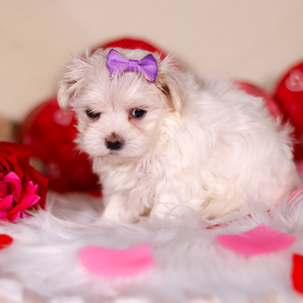 Angel - Available 3/13