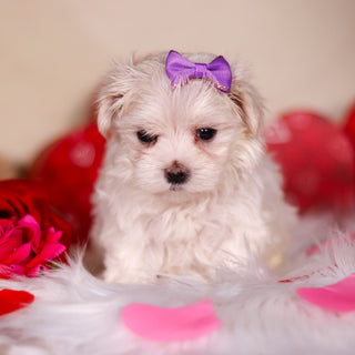 Angel - Available 3/13