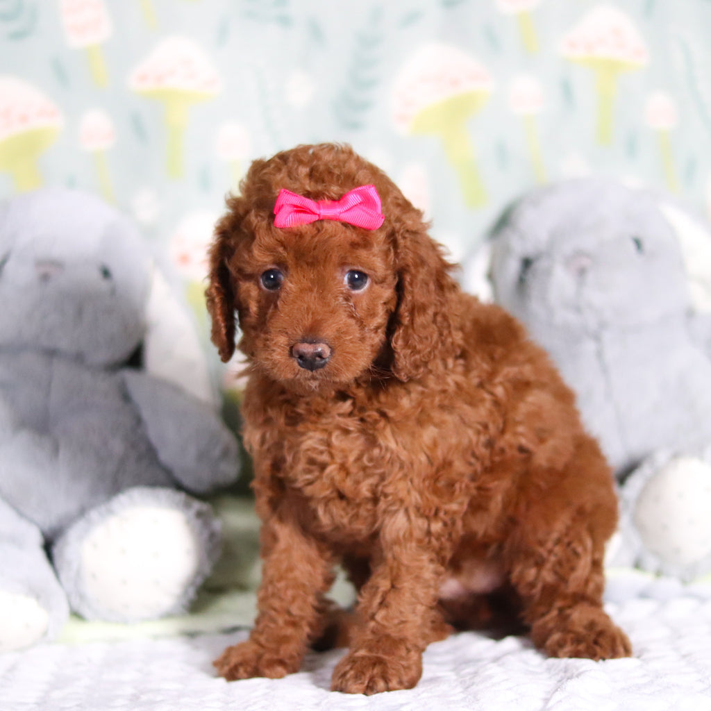 Birdie - Available Now