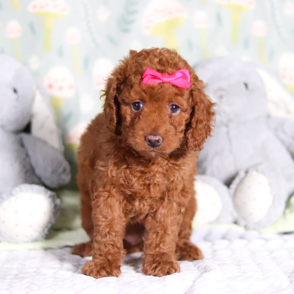 Birdie - Available Now