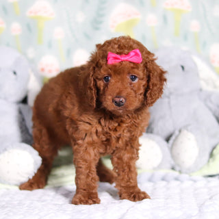 Birdie - Available Now