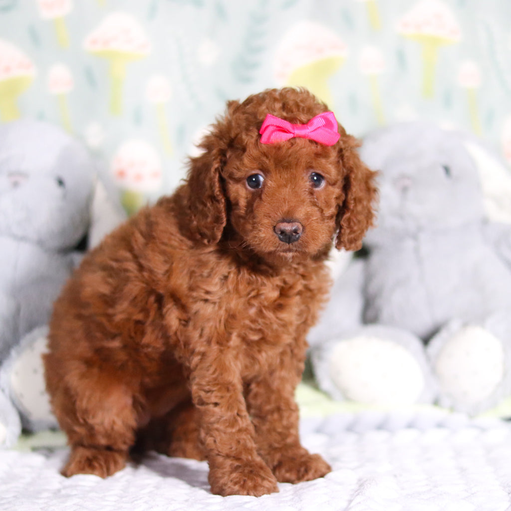 Birdie - Available Now