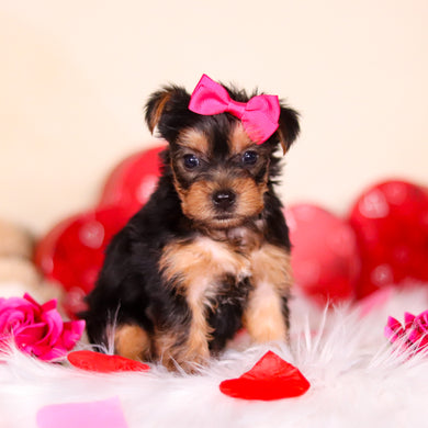 Minnie - Available Now