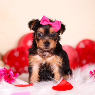 Minnie - Available Now