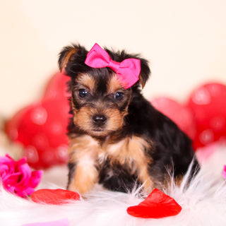 Minnie - Available Now