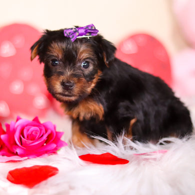 Ferdie - Available Now