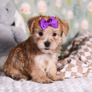 Poppy - Available 3/12