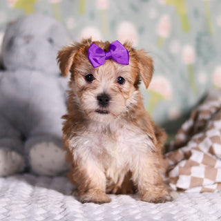 Poppy - Available 3/12