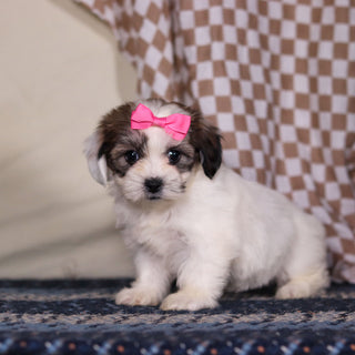 March - Available 3/12