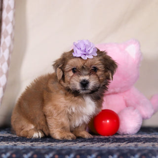 Iris - Available 3/12