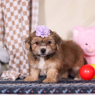 Iris - Available 3/12