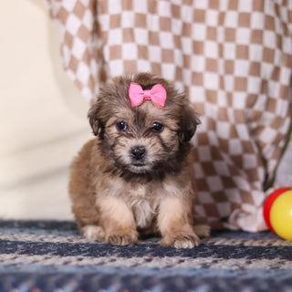 Maya - Available 3/12