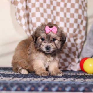 Maya - Available 3/12