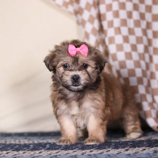 Maya - Available 3/12