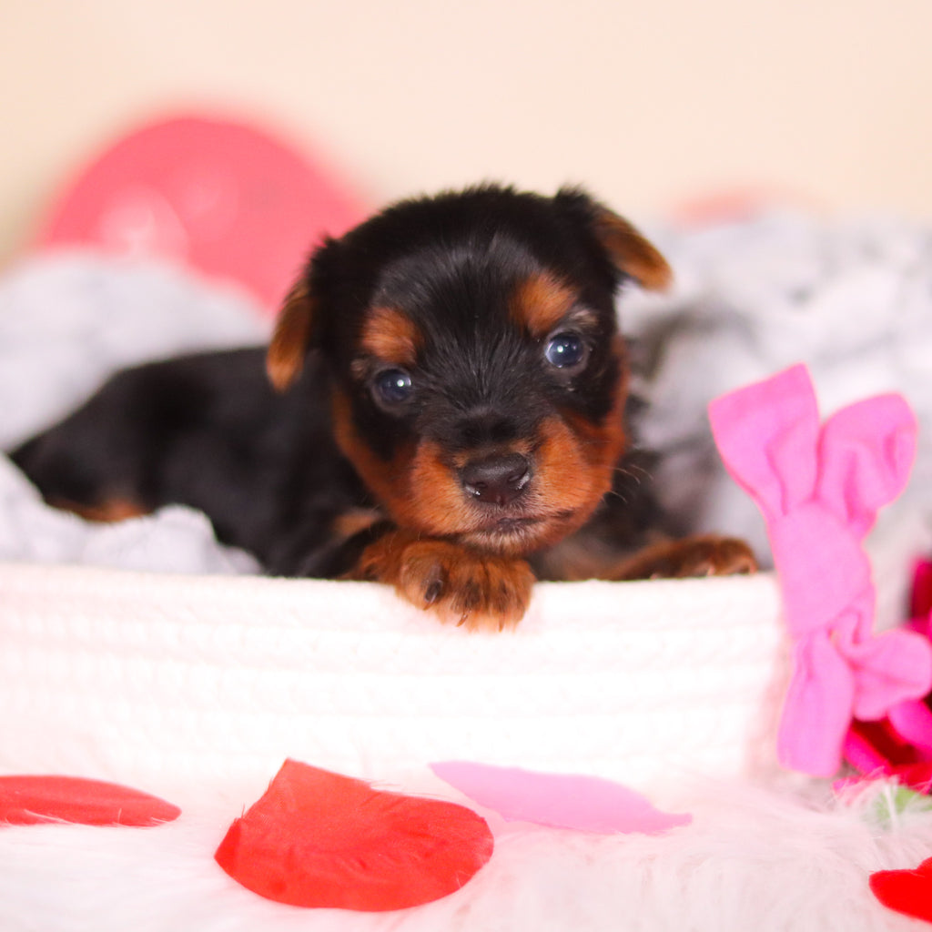 Lola - Available 3/19