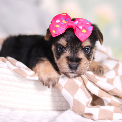 Adeline - Available 3/26