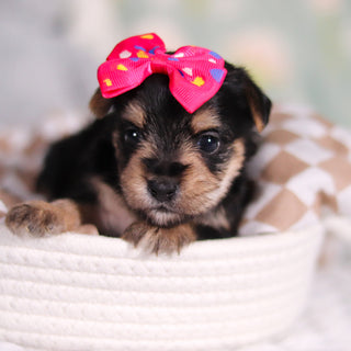 Adeline - Available Now