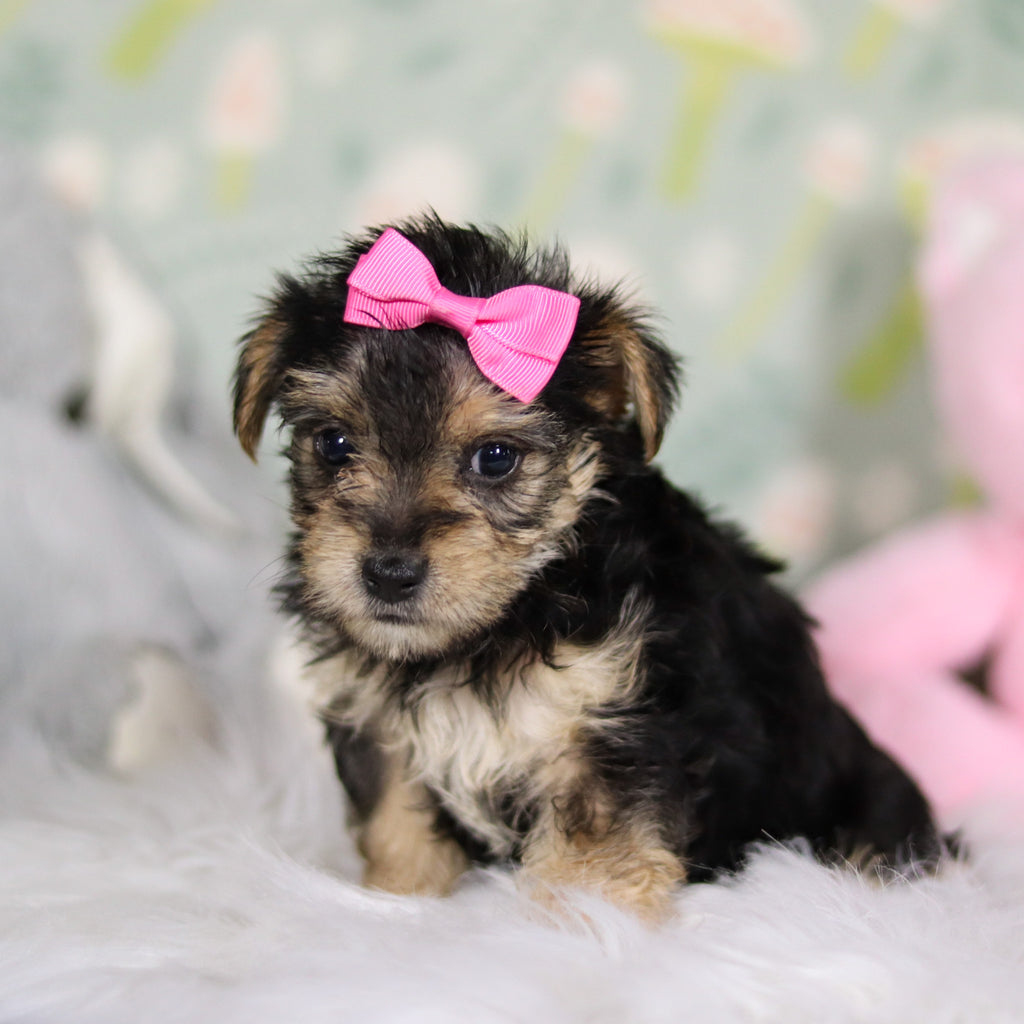 Adeline - Available Now