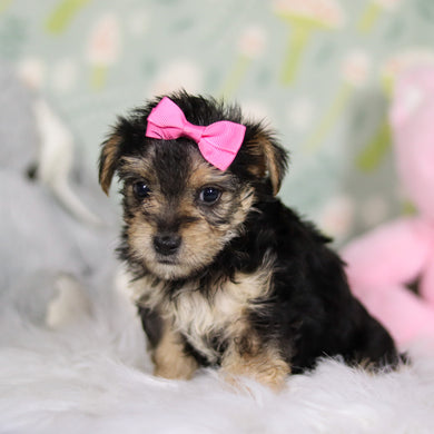 Adeline - Available Now