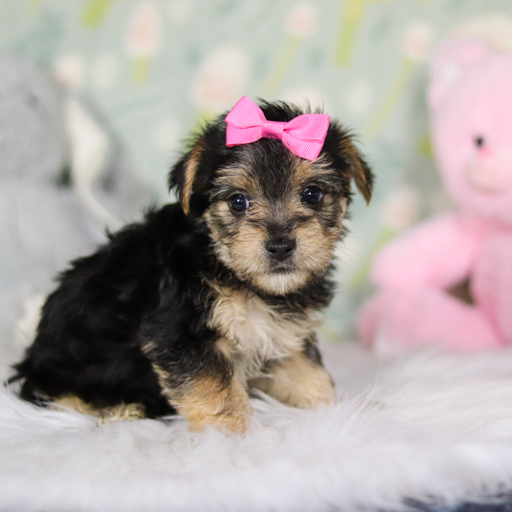 Adeline - Available Now