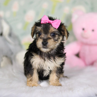 Adeline - Available Now