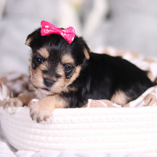 Autumn - Available Now