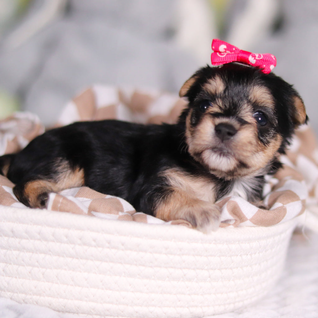 Autumn - Available Now