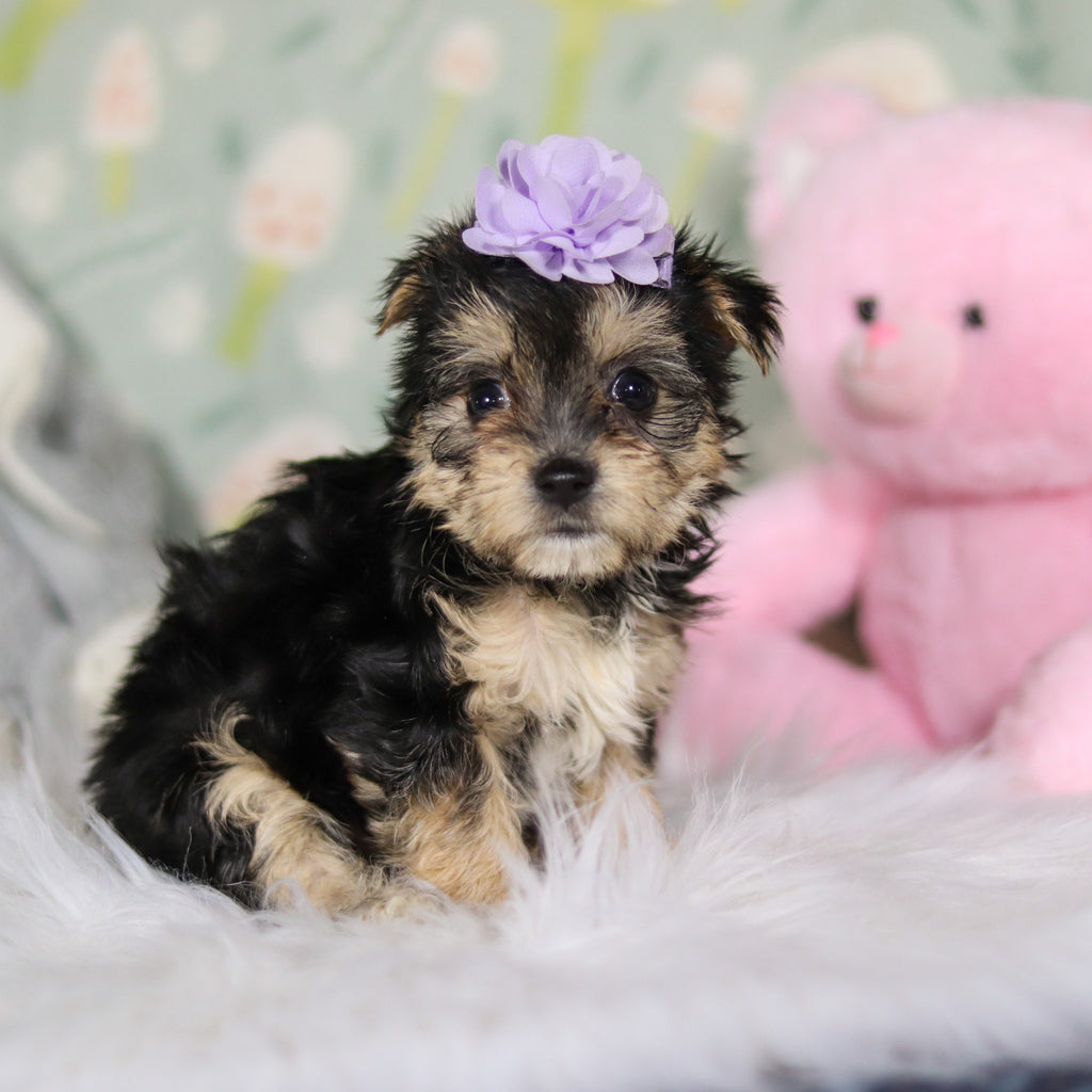 Autumn - Available Now