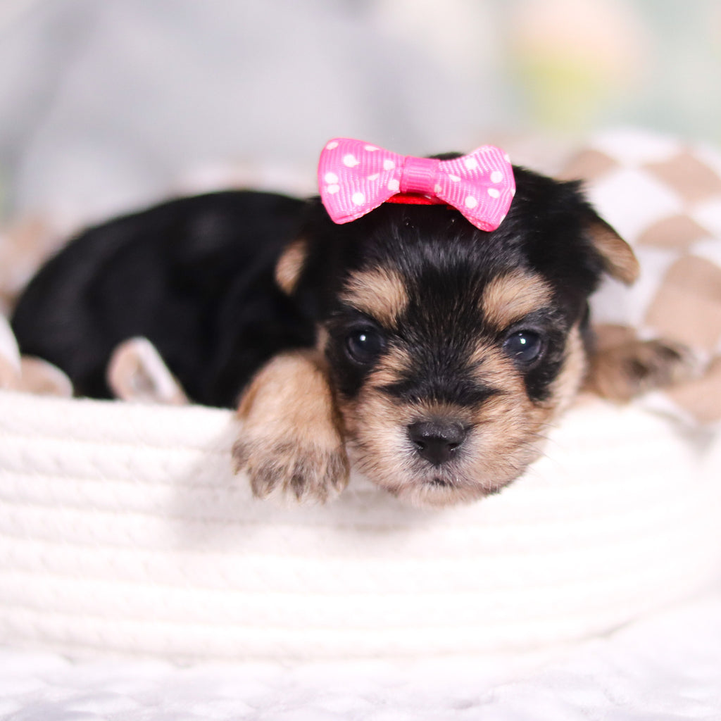 Audrey - Available Now