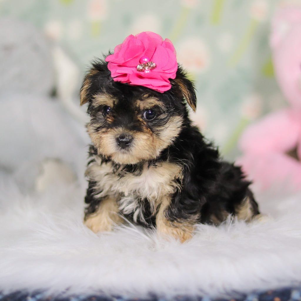 Audrey - Available Now