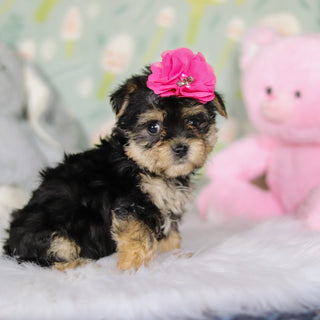 Audrey - Available Now