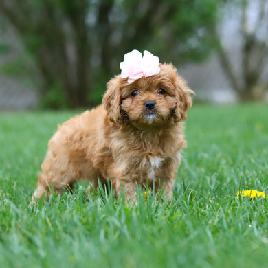 Maddie - Available 4/30