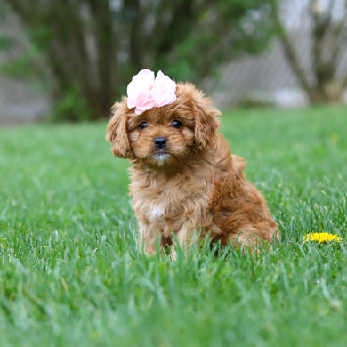 Maddie - Available 4/30