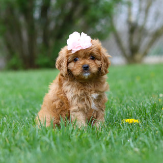 Maddie - Available Now