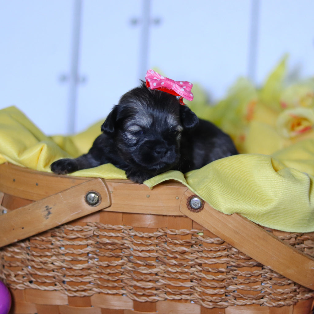 Ruby - Available 4/23