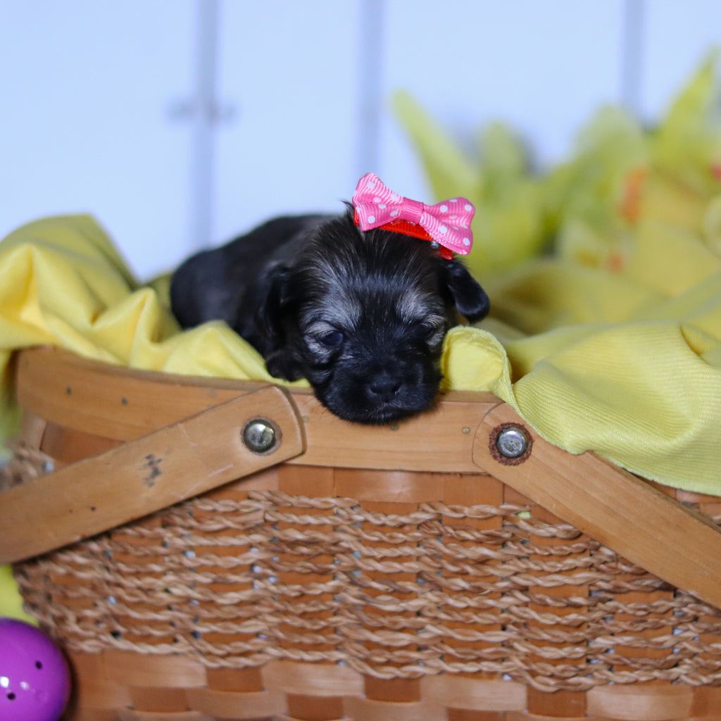 Ruby - Available 4/23