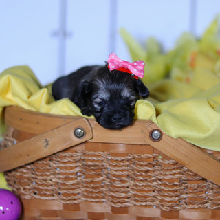 Ruby - Available 4/23