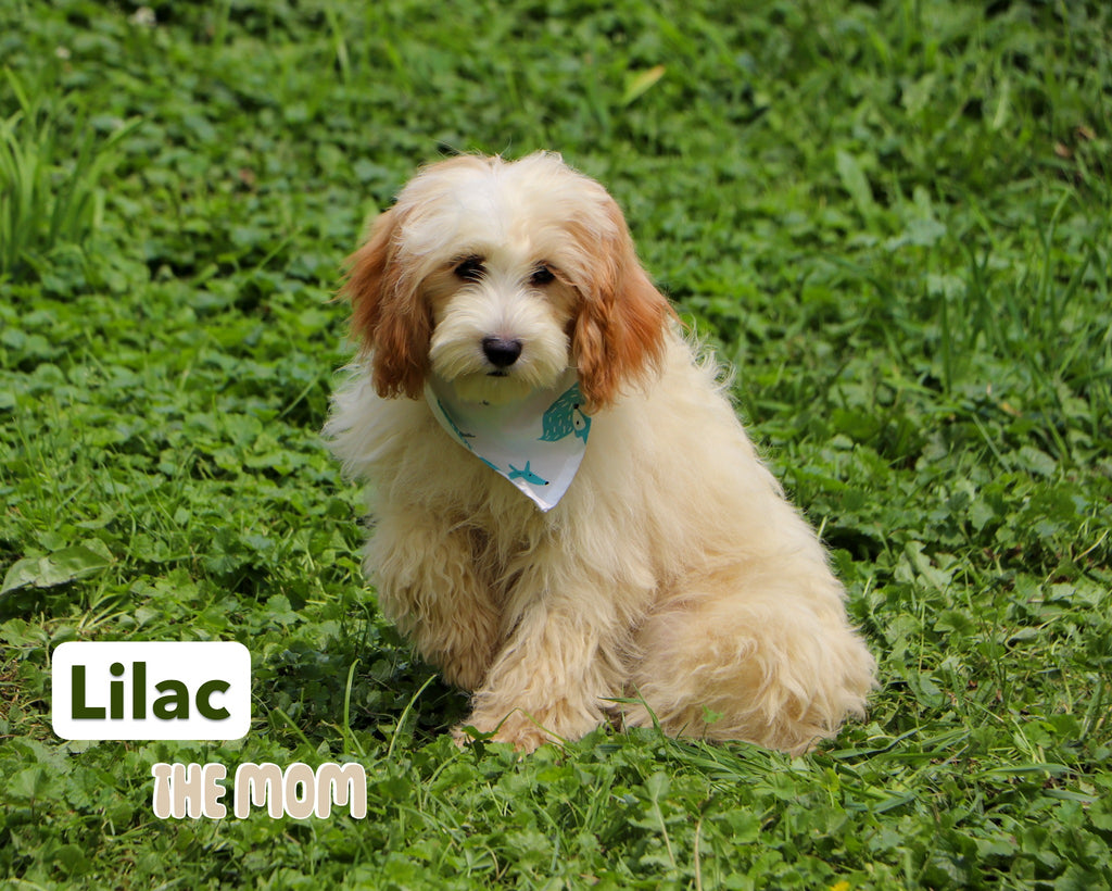 Ethel - Available 12/23