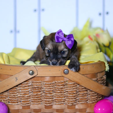 Celeste - Available 4/23